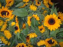 english sunflowers